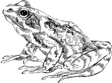 Crafty Stamps - Frog 1 - AN121B