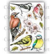 Birds and Blooms (CS317D) A5 Hobby Art Stamp set by Sharon File